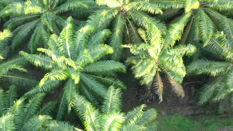 aerial tracking shot, vertical straight down view of dense mature oil palm plantations with beautiful green frond leaves in rural malaysia, southeast asia