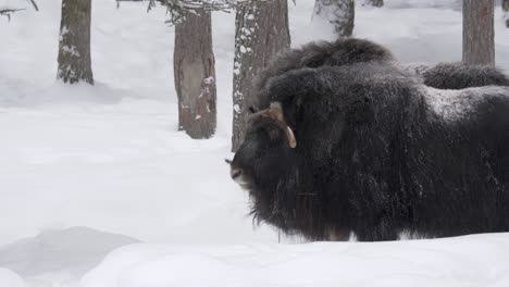 musk ox among herd shaking off piled snow on its back in winter forest - long medium shot