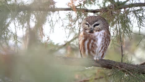 a northern saw whet owl with its eyes closed tightly sleeping on a branch during the day