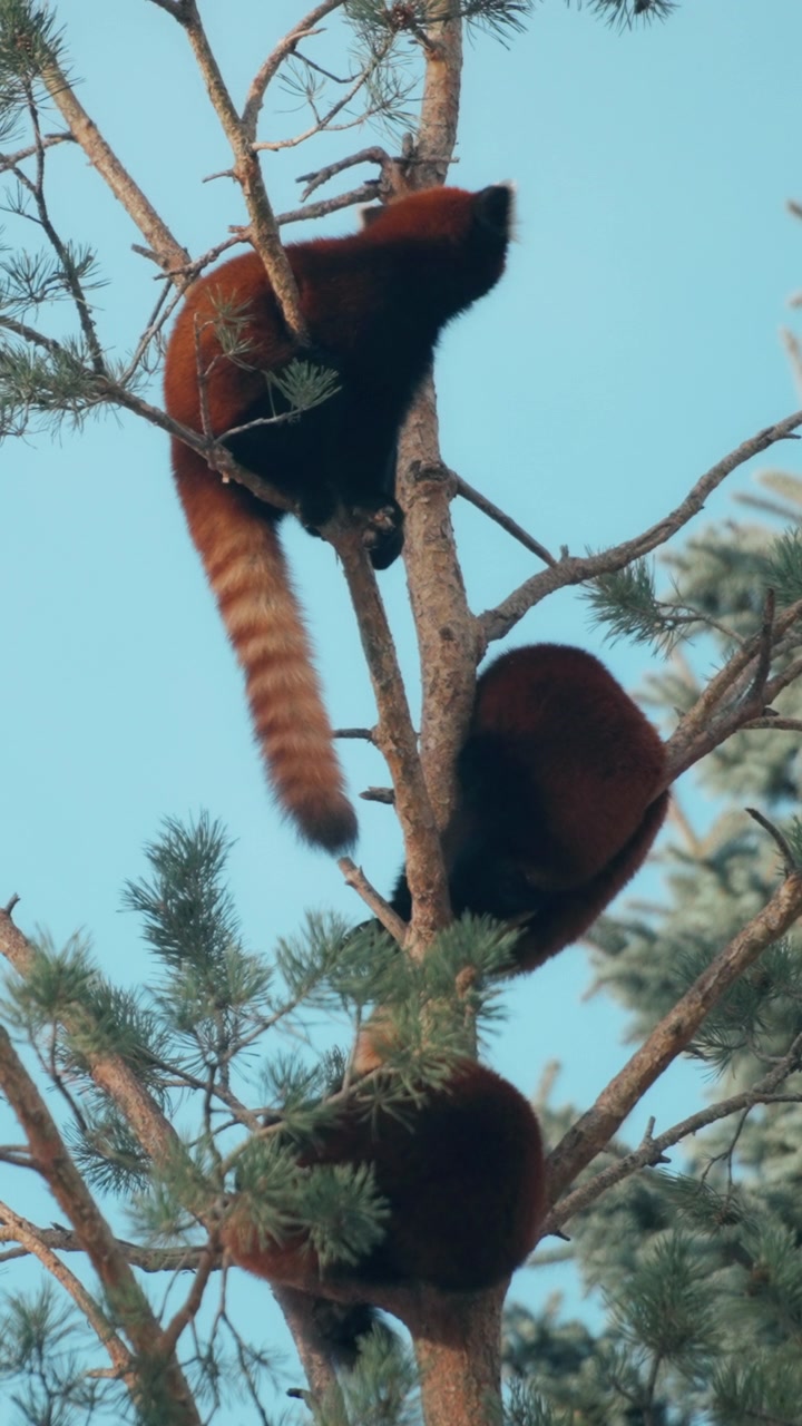 Tre panda rossi seduti su un pino con sfondo di cielo blu. Verticale.