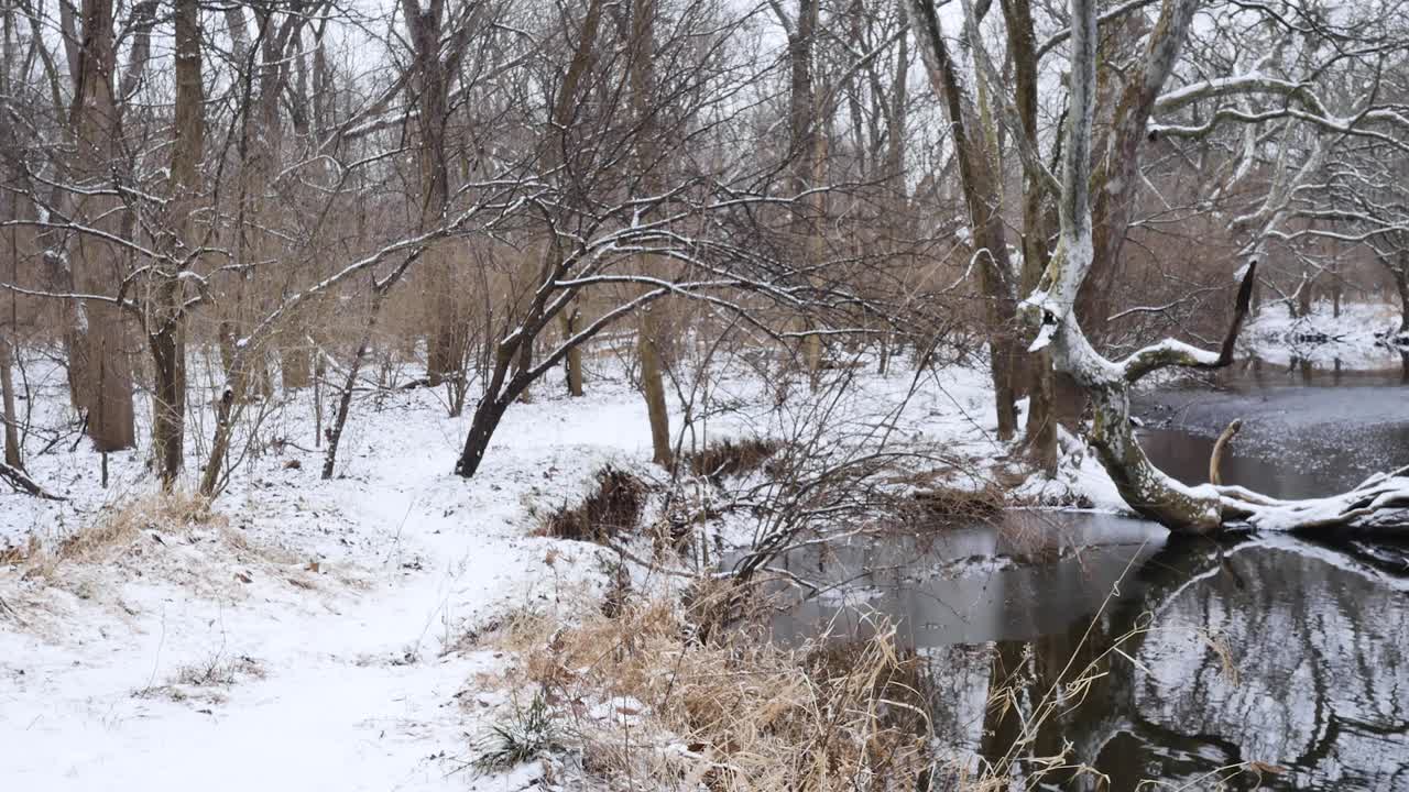 Plano geral de árvores perto do riacho no inverno com neve