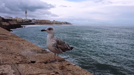 female seagull sitting on the waterfront of cadiz