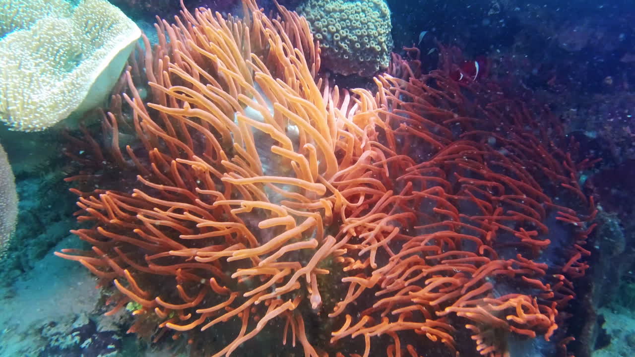 el curioso pequeño pez payaso