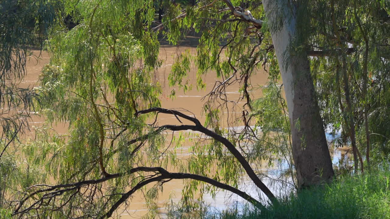 Australian native trees on the banks of the Darling river