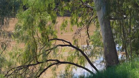 australian native trees on the banks of the darling river