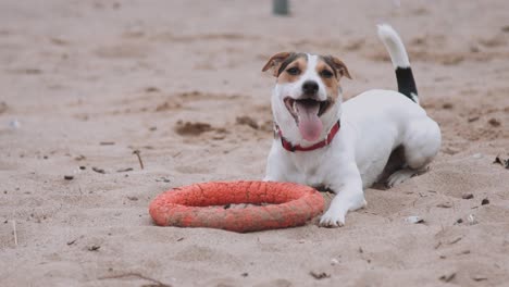 perro jugando con un juguete en la playa