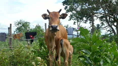 Vacas-En-Un-Pueblo-Mondolkiri-En-Camboya