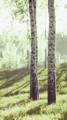 slender birch trees rise gracefully