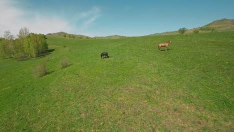 Sorrel-and-dark-brown-horses-graze-on-field-in-calm-valley