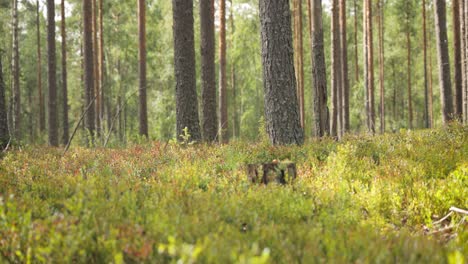 beautiful pine forest with wild bilberries bushes.