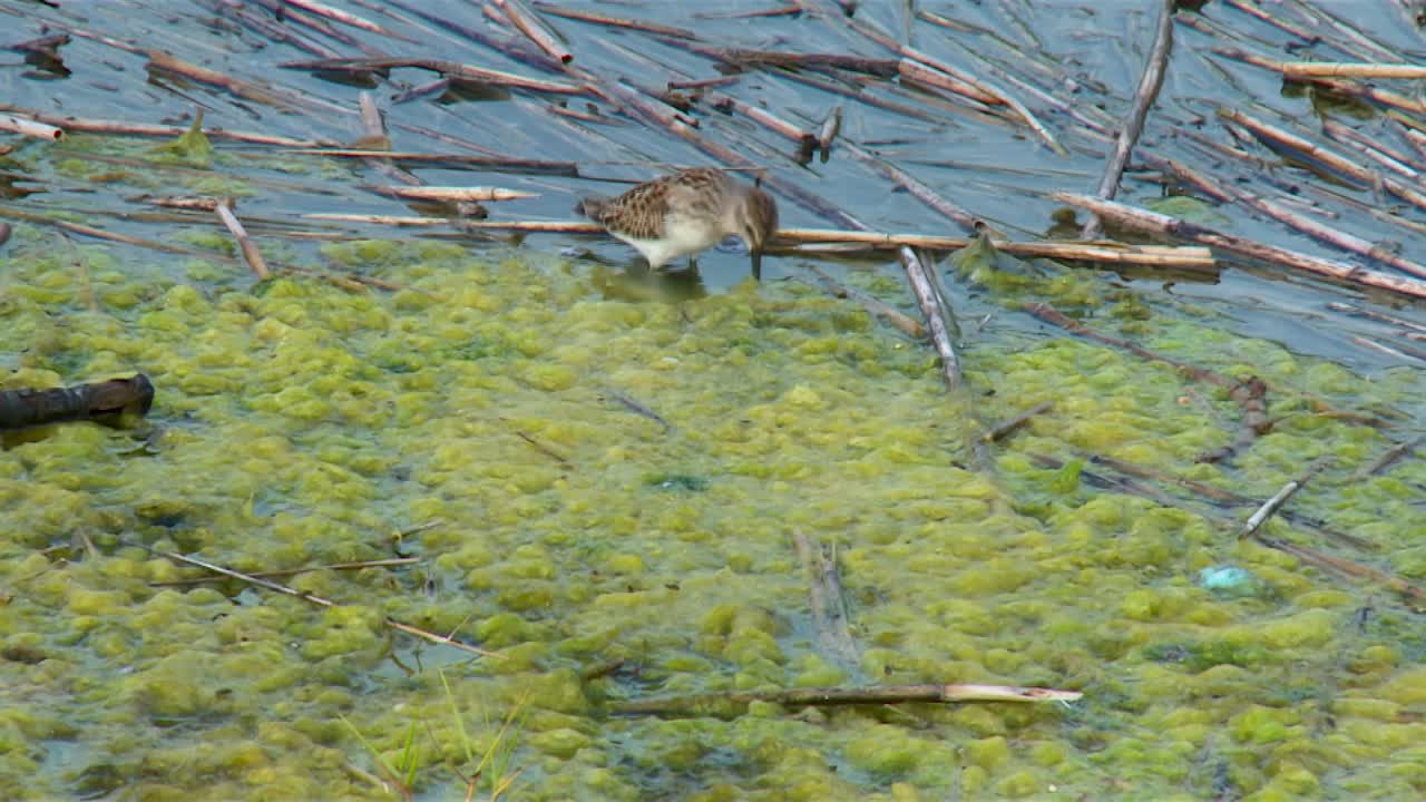 el pequeño pájaro pequeño en el pantano en blackwater, cambridge, maryland