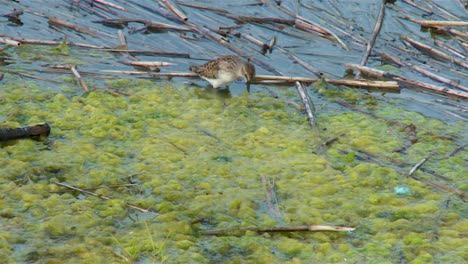 The-Little-Stint-Bird-Small-Wader-On-Swampland-In-Blackwater,-Cambridge,-Maryland