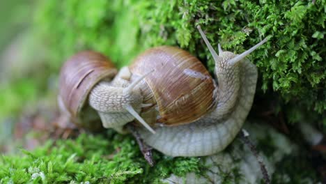 Helix pomatia also Roman snail, Burgundy snail