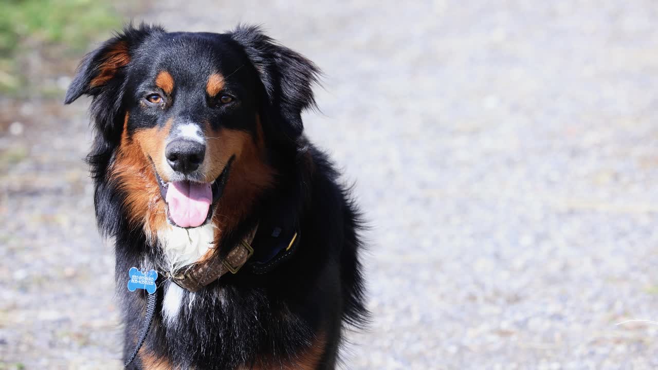 화창한 날 호주 셰퍼드 개