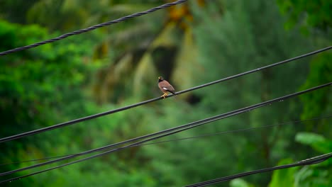 primer plano de un pájaro sentado en un cable en la naturaleza