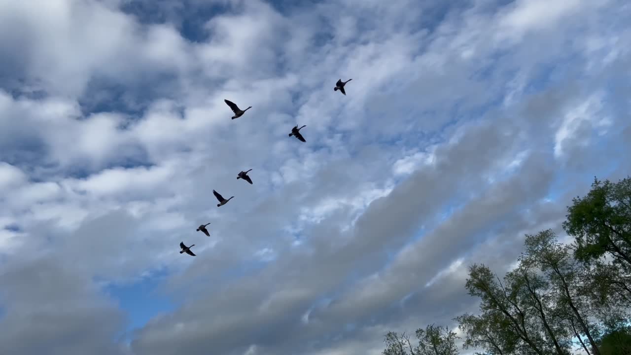Canadese ganzen in vlucht