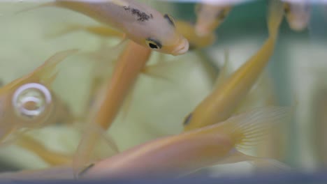 primer plano de hermosos peces blancos rosados nadando en la superficie del agua - mordiéndose unos a otros