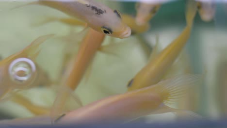 close up shot of beautiful pink white fish swimming at the water surface - nipping each other