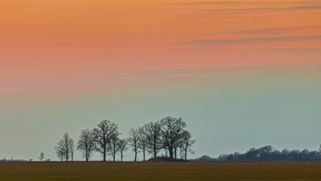 tree silhouettes under warm sunset sky on summer