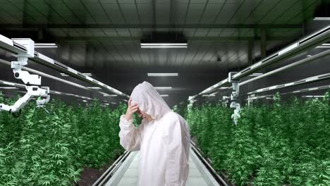 side view of asian marijuana researcher having a headache while standing in the marijuana greenhouse with smart robotic farmers