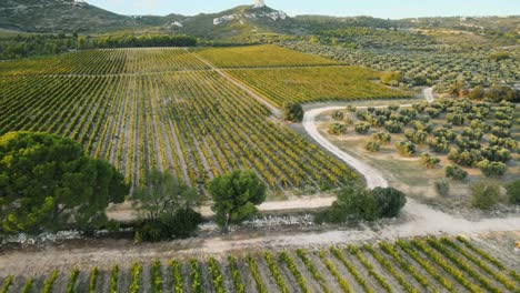 el establecimiento aéreo desciende en una fila de viñedos perfecta rodeada por un camino de tierra.