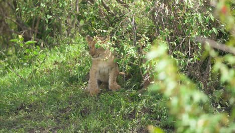 Zwei-Löwenbabys-Schauen-Hinter-Dem-Busch-Hervor