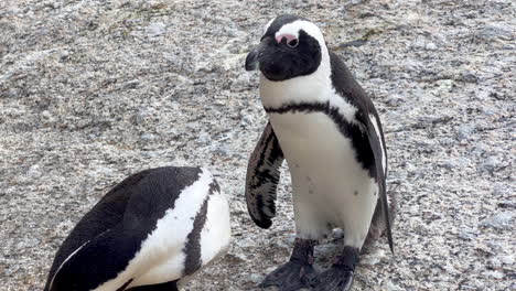 Penguin-love-mating-couple-cleaning-washing-each-other-colony-Simon's-town-gathered-on-Boulder-Beach-Water's-Edge-South-Africa-Netflick-Penguins-Town-scenic-coastline-Cape-Town-slow-motion-pan-up