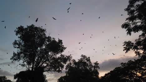 Flughunde-Fliegen-Bei-Sonnenuntergang-In-Port-Douglas,-Australien