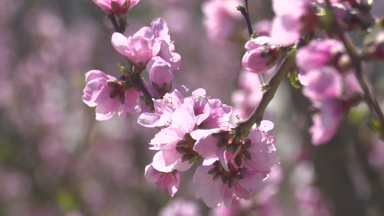 Pink Peach Blossoms in Spring