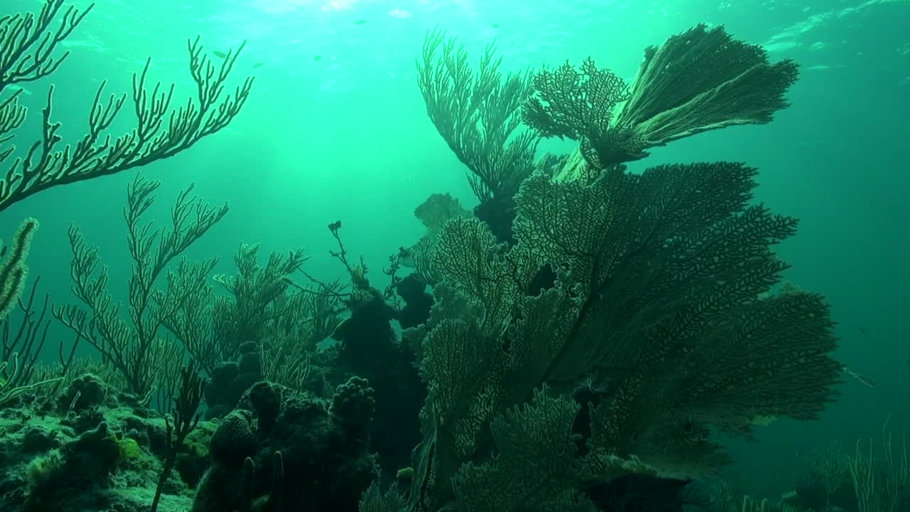 arrecife y bola de sol