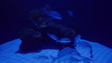 a school in a fish tank with sand and reef