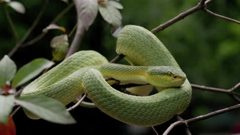 Bamboo-Pit-Viper-Sitting-On-Tree-Branch-In-The-Forest