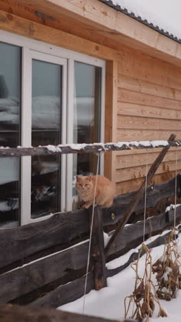 red furry cat rests sitting on long wooden fence near cottage house with big window built in highland. domestic animal and wild nature of gorny altai