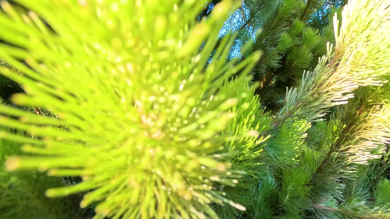 детальный вид пышных сосновых ветвей в солнечном свете