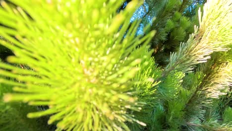Detailed view of lush lodgepole pine branches in sunlight
