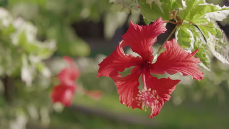 rack focus of bright red tropical flower