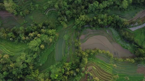 drone birds eye: idyllic green plantation with growing vegetables in countryside of magelang,indonesia