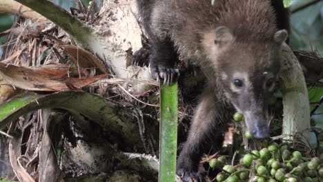 El-Castor-Mira-A-La-Cámara-Mientras-Obtiene-Frutos-De-La-Palmera