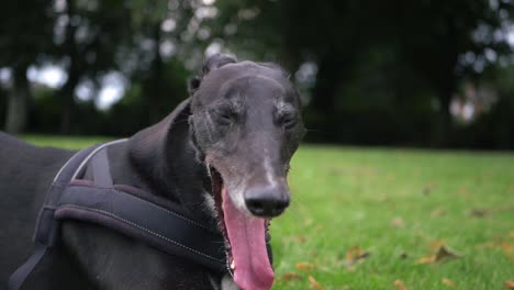 retrato de perro galgo bostezando primer plano