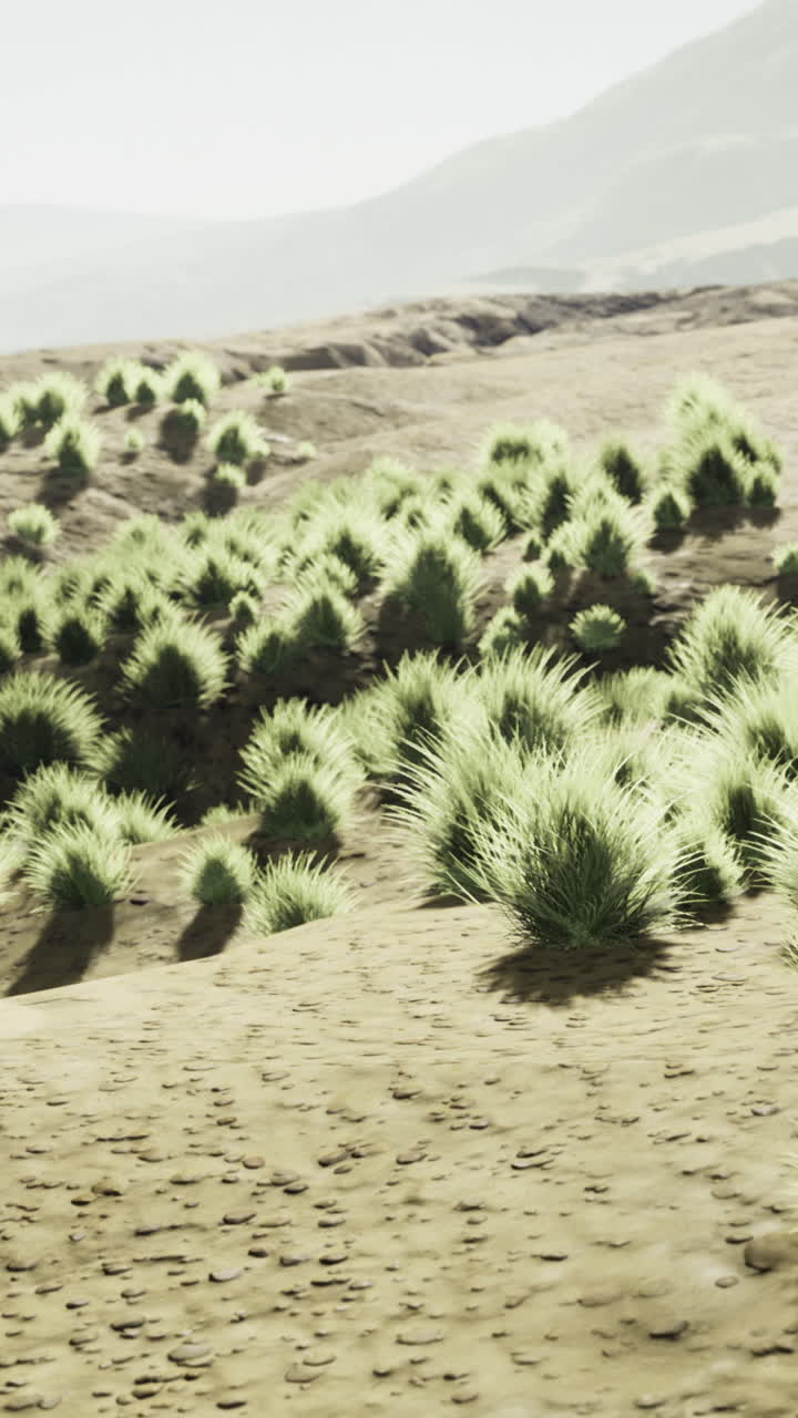 Vibrant green vegetation contrasts against a vast sandy landscape in daylight