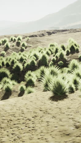 vibrant green vegetation contrasts against a vast sandy landscape in daylight