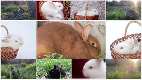 cute rabbits and baby bunnies in baskets and nature