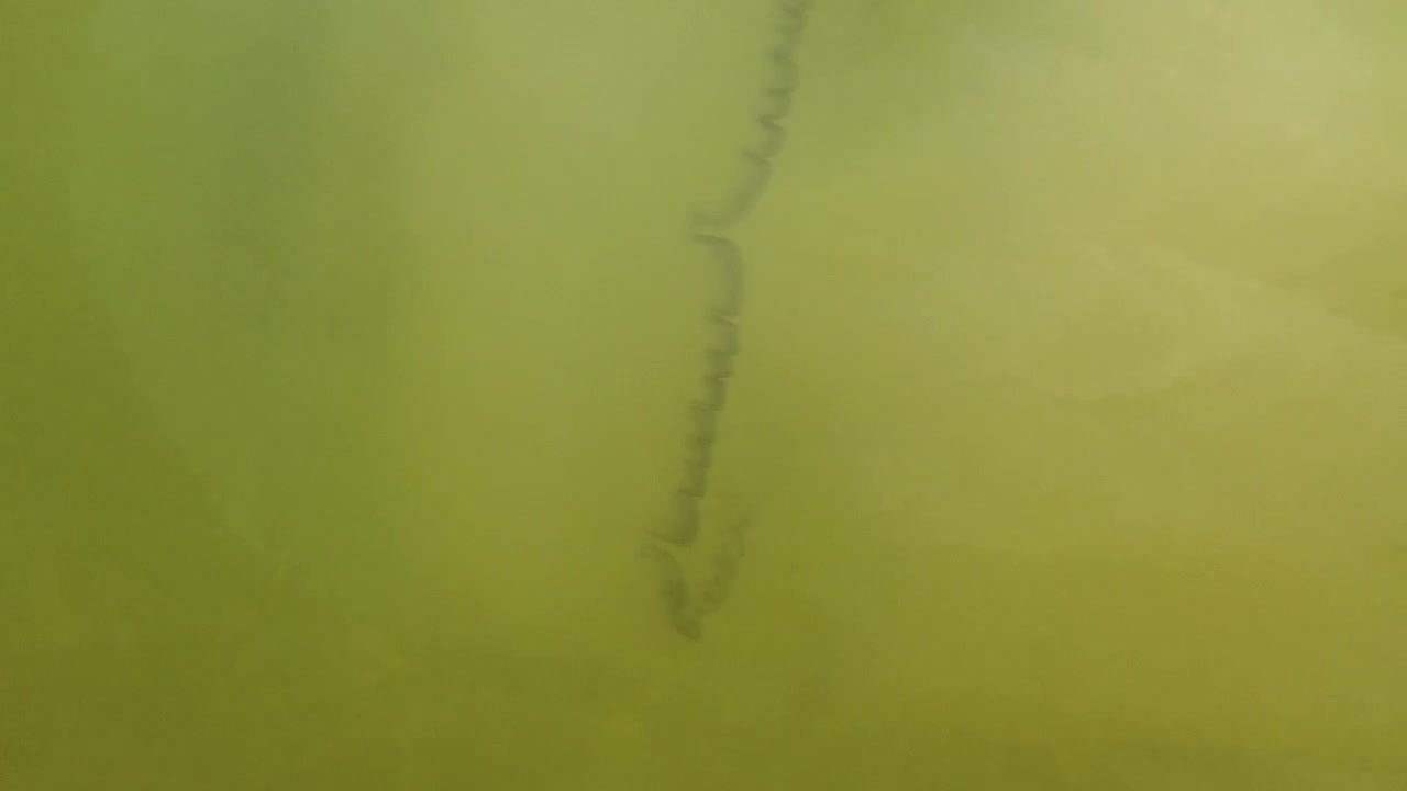 Meduse sott'acqua in mare. Specie di medusa Rhizostoma pulmo