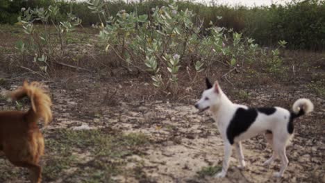 disparo de seguimiento en cámara lenta de 2 perros pequeños corriendo por un campo devastado por la deforestación
