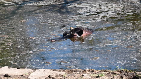 a-hippopotamus-has-a-head-with-eyes-and-ears-out-of-the-muddy-water-surrounding-it