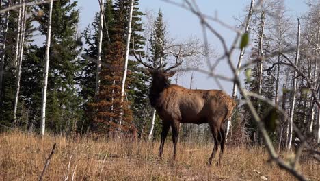 a male bull elk bugling in an outdoor wilderness scene