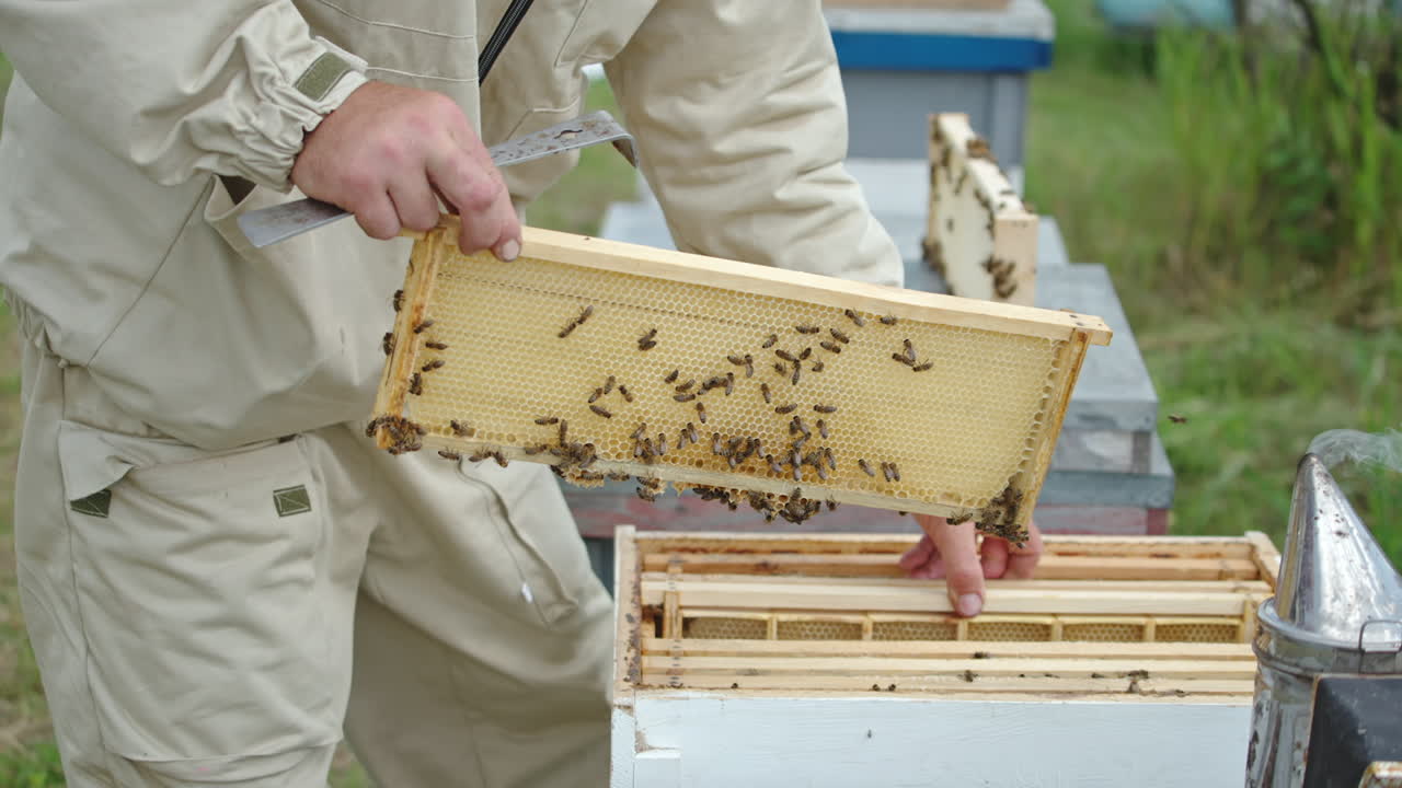 Male bee farmer takes the empty half-frames with fresh light wax. Beekeeper inspecting the harvest of honey.