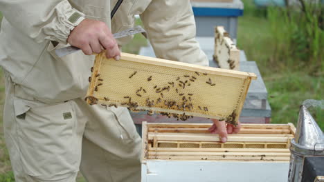 male bee farmer takes the empty half-frames with fresh light wax. beekeeper inspecting the harvest of honey.