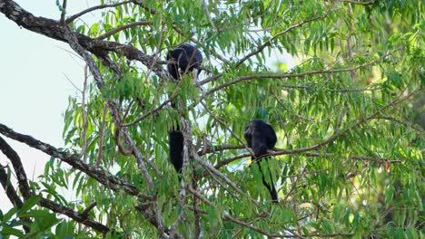 dos individuos ocupados alimentándose de frutos de este árbol, ardilla gigante negra, ratufa bicolor, parque nacional khao yai, tailandia