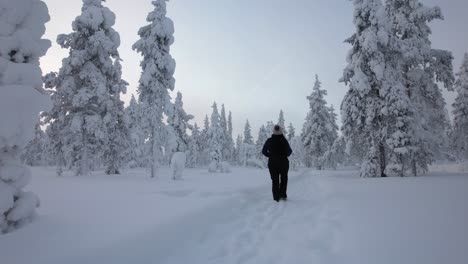 chica caminando, explorando el paisaje en el bosque nevado en laplandia, finlandia, círculo ártico